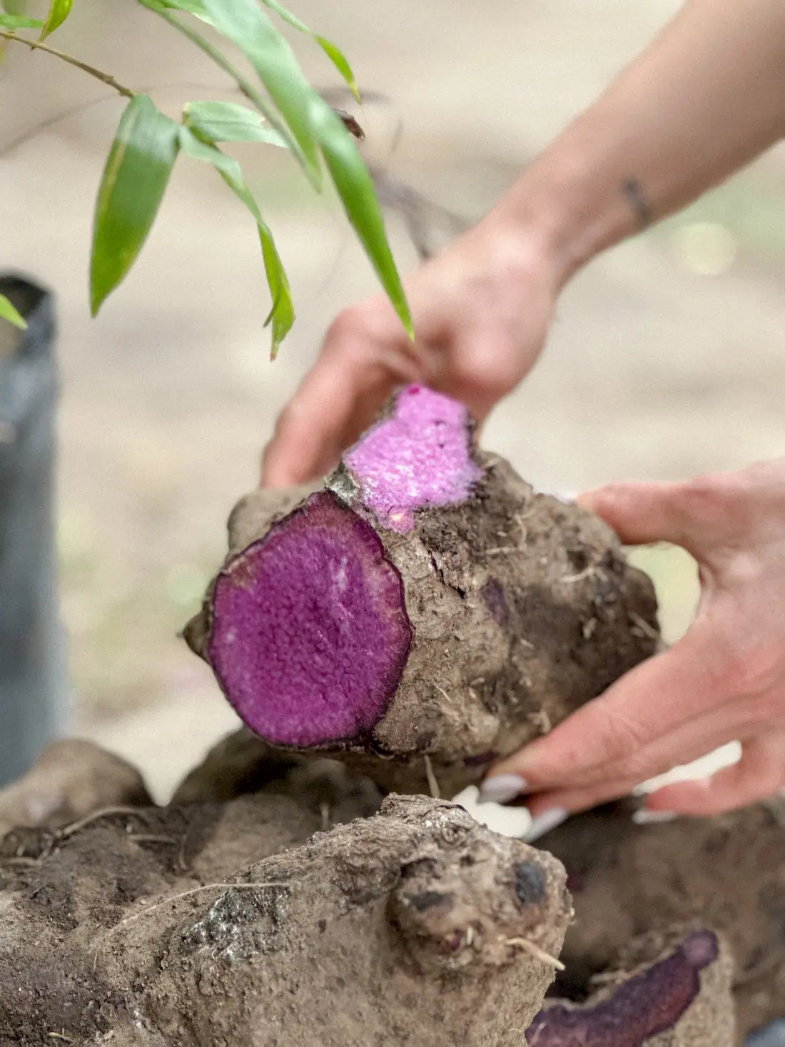 Racine d'ube (igname violette Dioscorea alata) Image