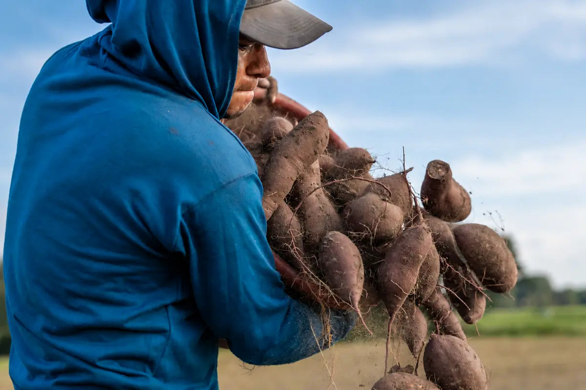 Récolte d’ube philippin dans une ferme familiale aux Philippines Image