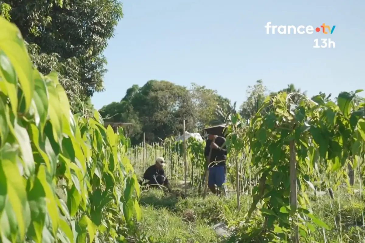 L'Ube vu sur France 2 : origine, goût et où en trouver en France Image