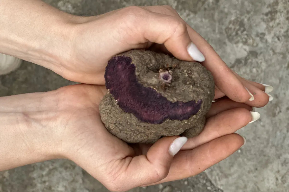 Araw récolte d’ube dans une ferme aux Philippines Image