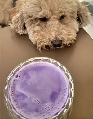 ube latte 